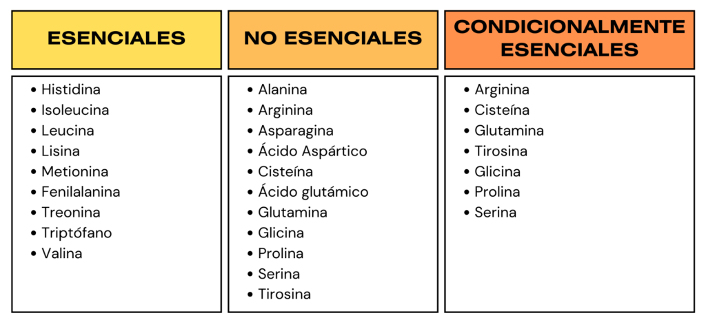 Listado de los diferentes tipo de aminoácidos